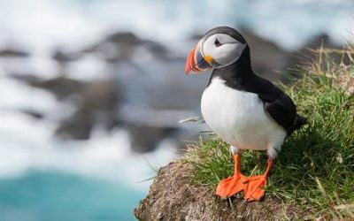 Un parc écossais autorisé après deux ans de bataille contre les protecteurs des oiseaux