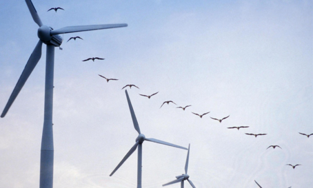 Ecosse / UK : Lancement d’une étude sur le risque de collision d’oiseaux de mer avec des turbines.