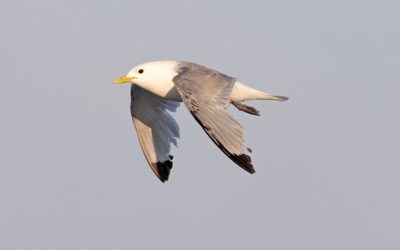 RSPB critique l’installation d’Hornsea Three qui pourrait produire la mort de Kittiwakes