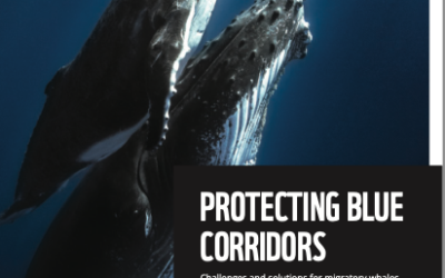 Protéger les corridors bleus : Un nouveau rapport collaboratif du WWF