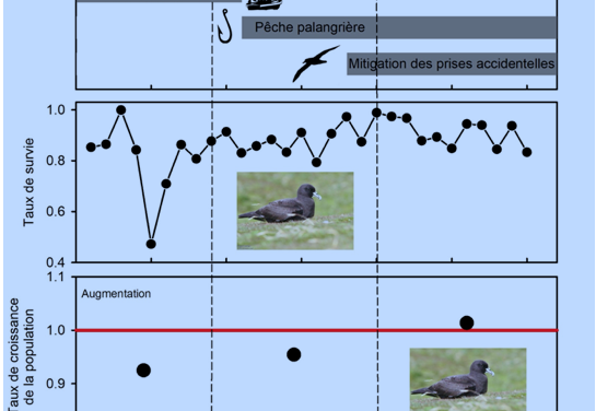 Des mesures efficaces pour préserver les oiseaux marins des prises accidentelles dans les pêcheries et des prédateurs introduits
