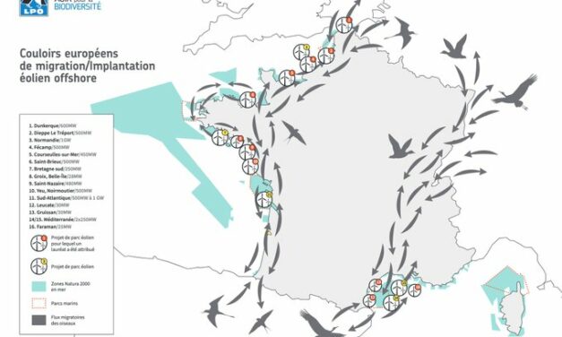 Parc éolien en mer Sud Atlantique (A07), l’Etat revoit sa copie mais pas suffisamment selon la LPO