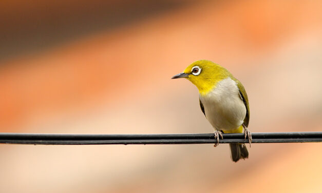 LIFE SafeLines4Birds : réduire l’impact des réseaux électriques sur les oiseaux en Europe