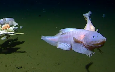 Découverte du poisson le plus profond jamais enregistré à 8 300 mètres sous l’eau près du Japon