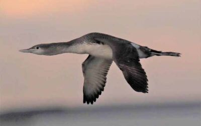 Les oiseaux plongeurs Red-throated  auraient été déplacés par les parcs éoliens de la mer du Nord