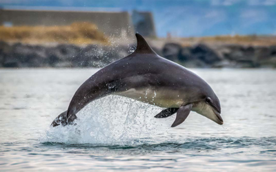 Vattenfall s’engage à préserver la présence des dauphins aux abords du parc de Vesterhav Nord (Danemark) – 2