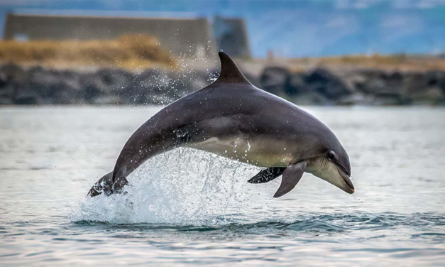 Vattenfall s’engage à préserver la présence des dauphins aux abords du parc de Vesterhav Nord (Danemark) – 2