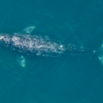 Les baleines grises du Pacifique ont diminué leur taille de 13 %