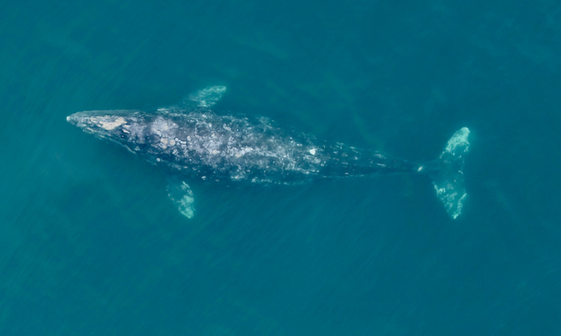 Les baleines grises du Pacifique ont diminué leur taille de 13 %