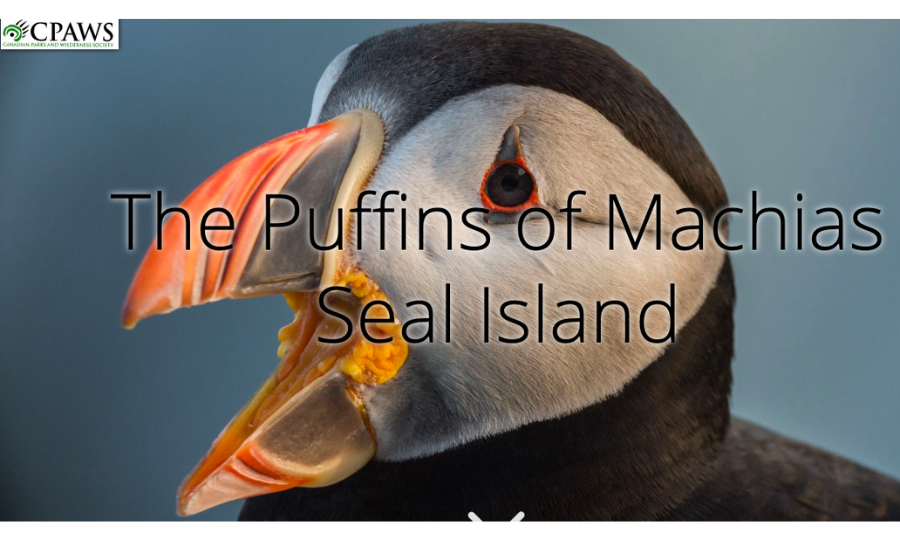 Feuilleton de l’été : Les macareux de l’île Machias Seal dans la Baie de Fundy
