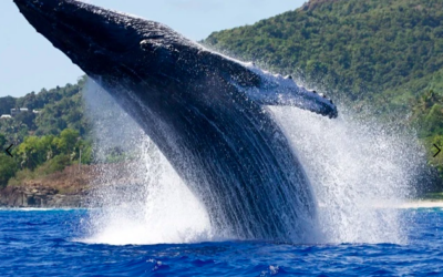 La chasse commerciale à la baleine : un fossé entre les pour et contre