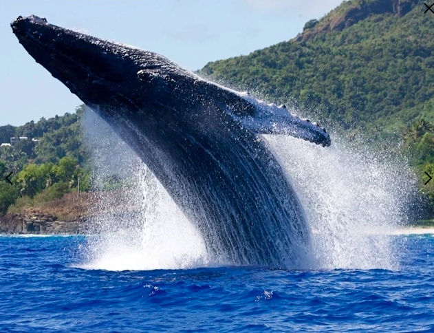 La chasse commerciale à la baleine : un fossé entre les pour et contre