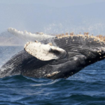 La chasse commerciale à la baleine : un fossé entre les pour et contre