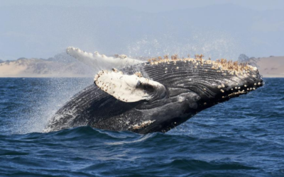 La chasse commerciale à la baleine : un fossé entre les pour et contre