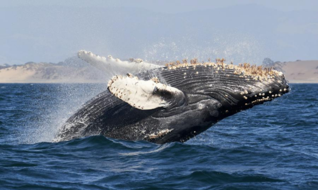 La chasse commerciale à la baleine : un fossé entre les pour et contre