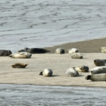 ECE Offshsore va installer des câbles dans la mer des Wadden pour Jan De Nul