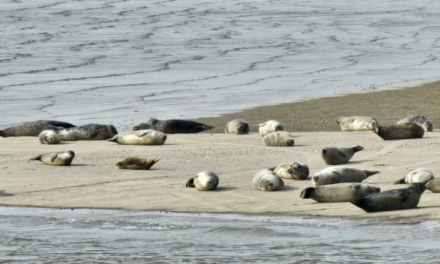 ECE Offshsore va installer des câbles dans la mer des Wadden pour Jan De Nul